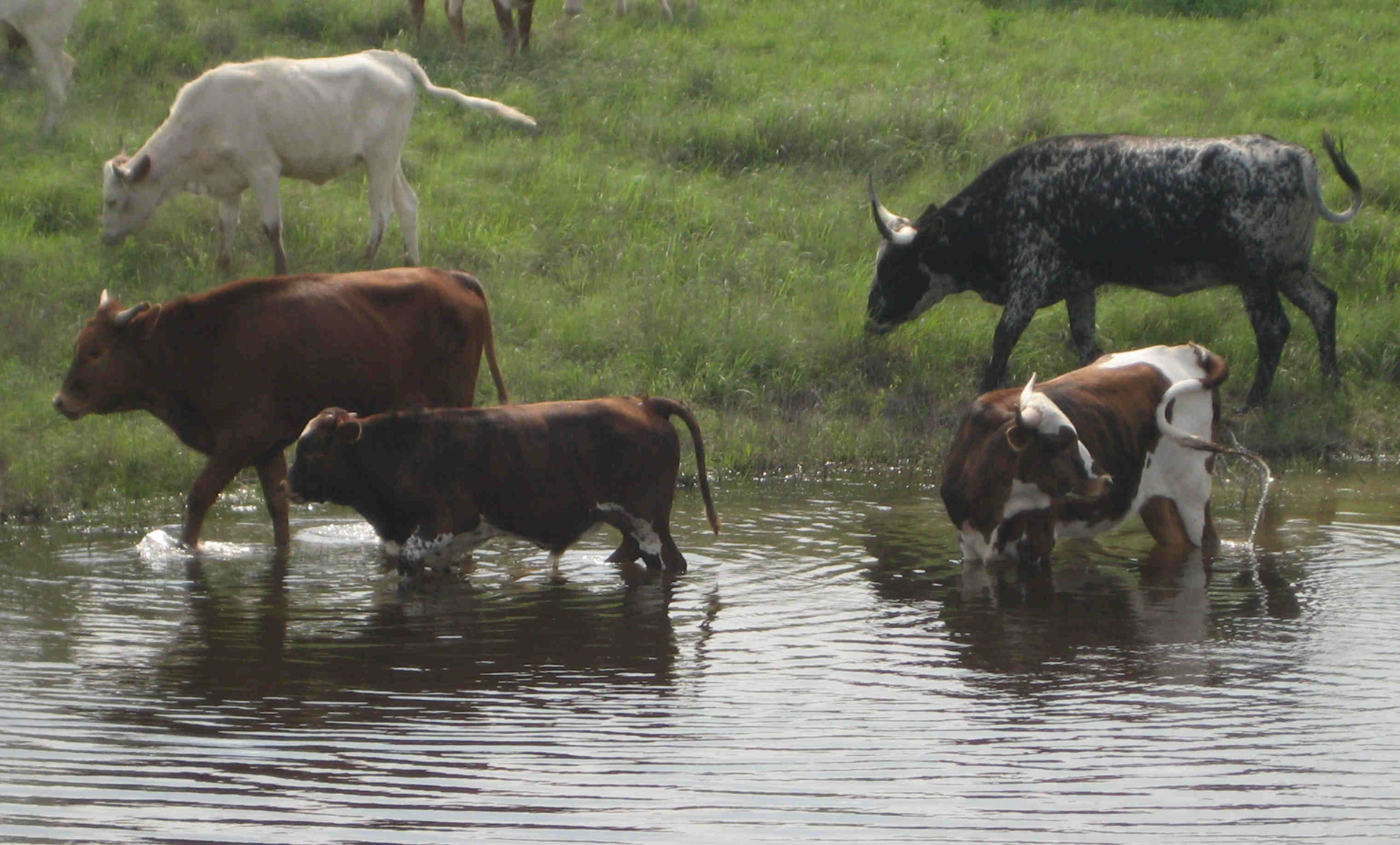 Double N Cattle Company - Field Trips On Longhorn History, Muenster, TX