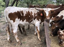 High Caliber/Outback Lady steer19