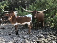 High Caliber/Tejas Chocolate heifer23