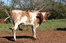 High Caliber/Junebug heifer23
