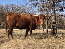 High Caliber/Texas Shebang heifer19