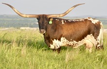 SD CORNELIA MARI