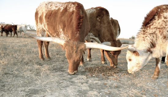Double N Cattle Company - Longhorn Cattle, Muenster, TX
