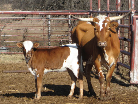Double N Cattle Company - Award-Winning Texas Longhorn Breeder, Muenster, TX